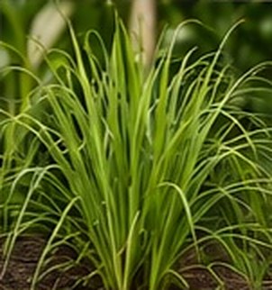 Cymbopogon citratus