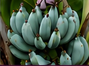 Musa 'Blue Java'
