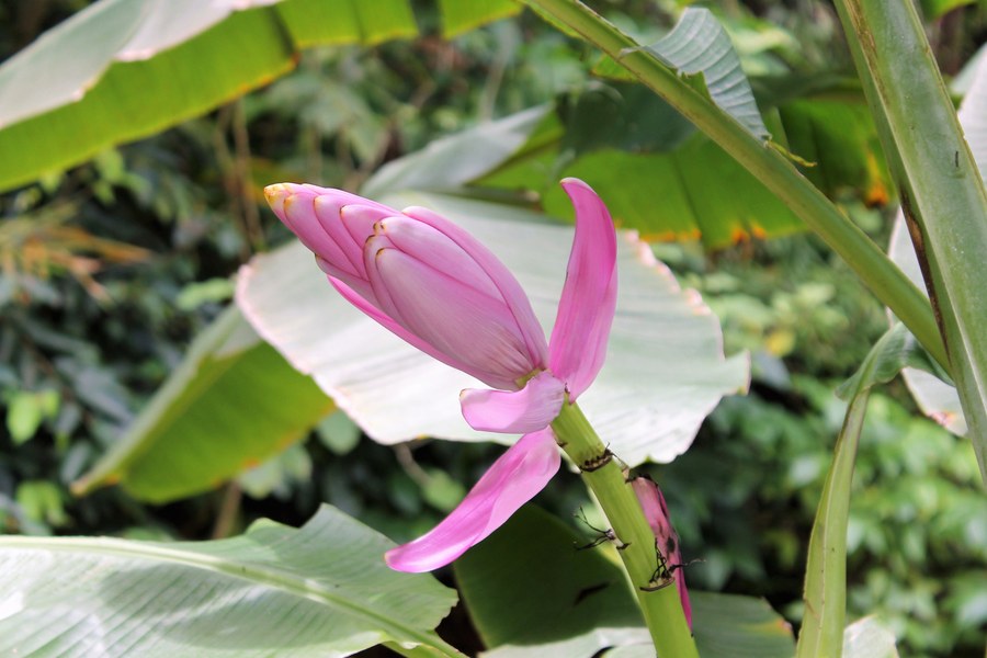 Musa velutina